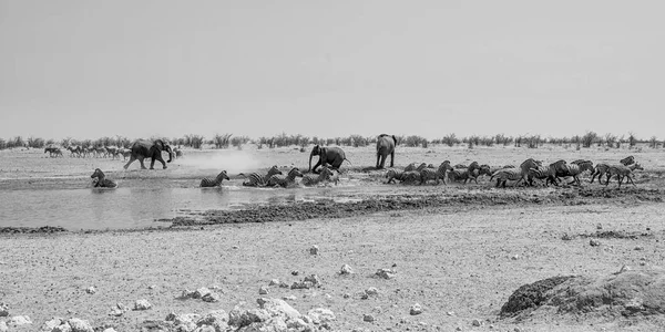 Słoń Afrykański Goni Zebra Przy Wodopoju Namibii Monochromatyczny — Zdjęcie stockowe