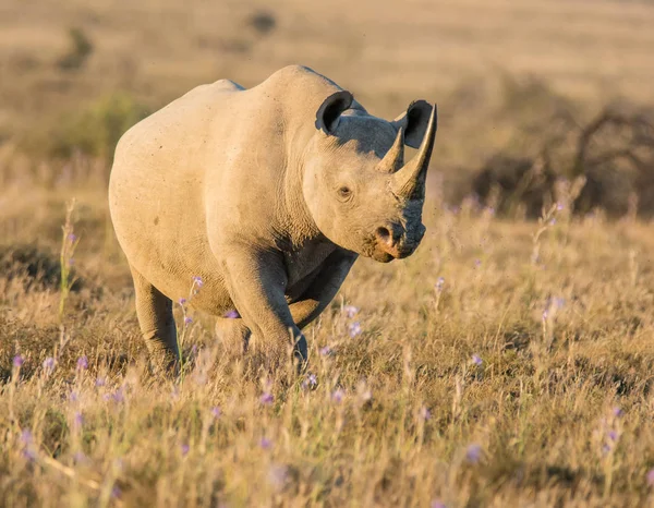 Rhinocéros Noir Adulte Solitaire Dans Les Prairies Afrique Australe — Photo