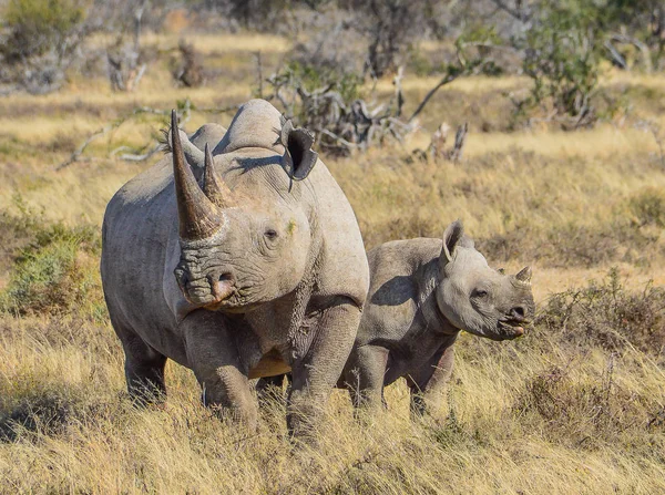 Svart Noshörning Och Kalv Södra Afrikanska Savannen — Stockfoto