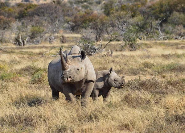 Uma Mãe Rinoceronte Negro Seu Bezerro Meses Savana África Austral — Fotografia de Stock