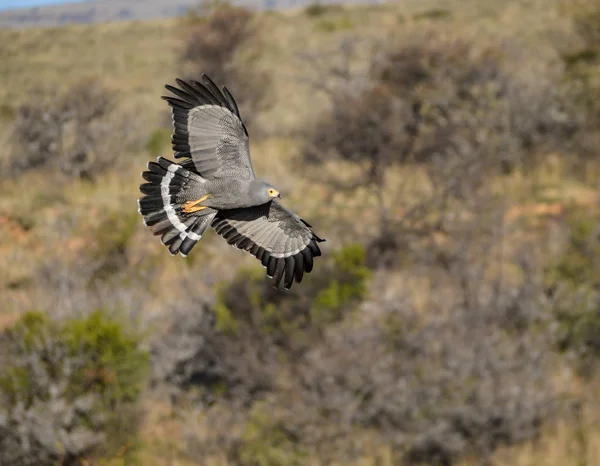African Harrier Hawk Conocido Localmente Como Gymnogene Vuelo Cabo Oriental — Foto de Stock
