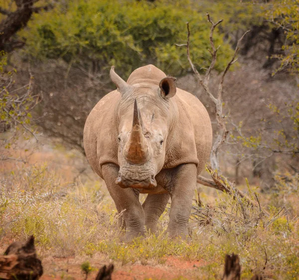 Weiße Rninoceros Nördlichen Kap Südafrika — Stockfoto