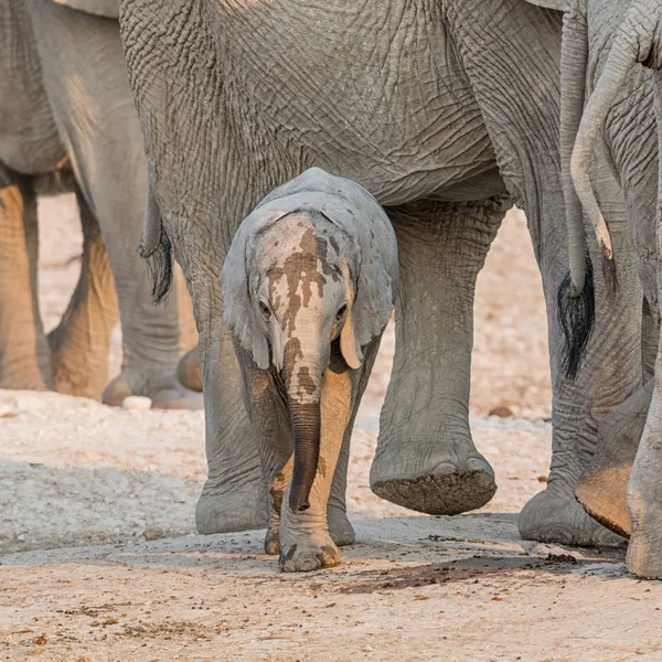 Piccolo Elefante Africano Con Sua Famiglia Una Pozza Acqua Nella — Foto Stock