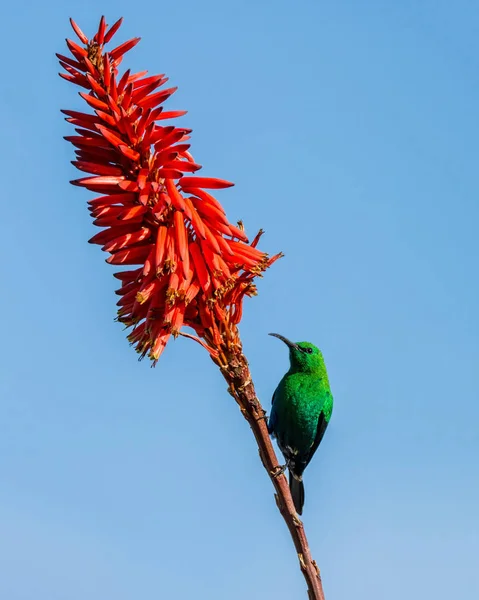 아프리카에서 깃털에 카이트 Sunbird — 스톡 사진