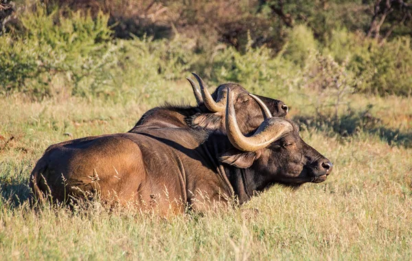 Dos Búfalos Africanos Que Yacen Pastizales Del Sur África —  Fotos de Stock