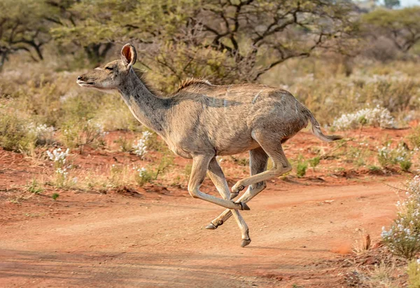 Güney Afrika savana bir kir iz çalışan bir kadın Kudu