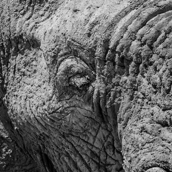 closeup of African Elephant\'s face