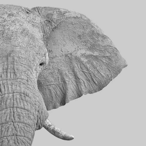 Монохромний Закрити Портрет Африканський Слон Обличчя — стокове фото