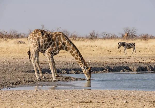 Una Jirafa Bebiendo Abrevadero Namibia Savanna — Foto de Stock