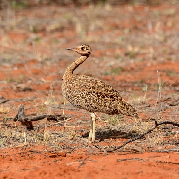 Karoo Korhaan, Northern Cape, South Africa