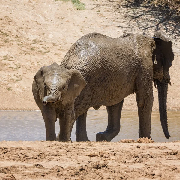 Elephant Calf Mother Watering Hole Namibian Savanna — Stock Photo, Image