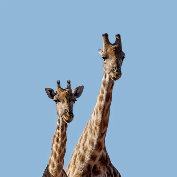 Portrait Rapproché Une Paire Girafes Afrique Australe — Photo