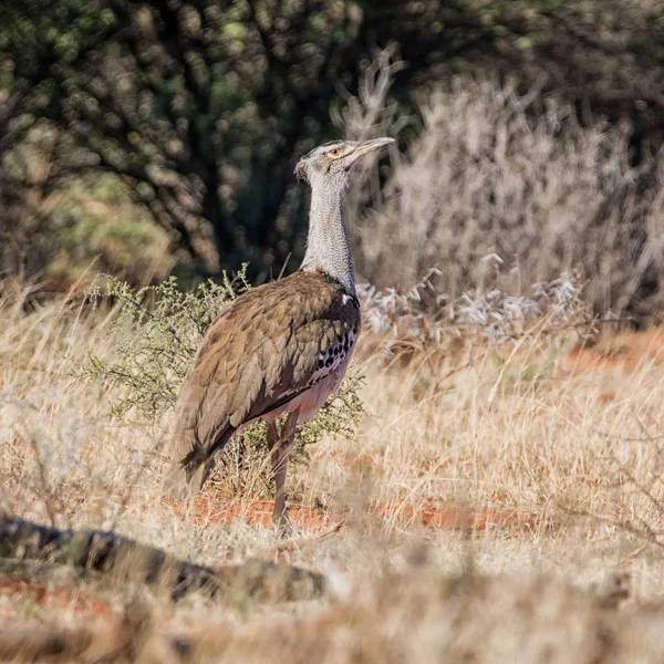 ナミビアのサバンナを歩いてアフリカオオノガン — ストック写真