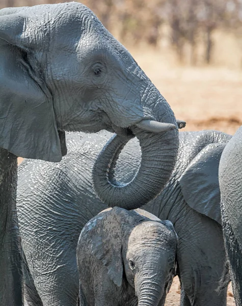 베이비 아프리카 코끼리는 Mudbath 나미비아에 구멍에 — 스톡 사진