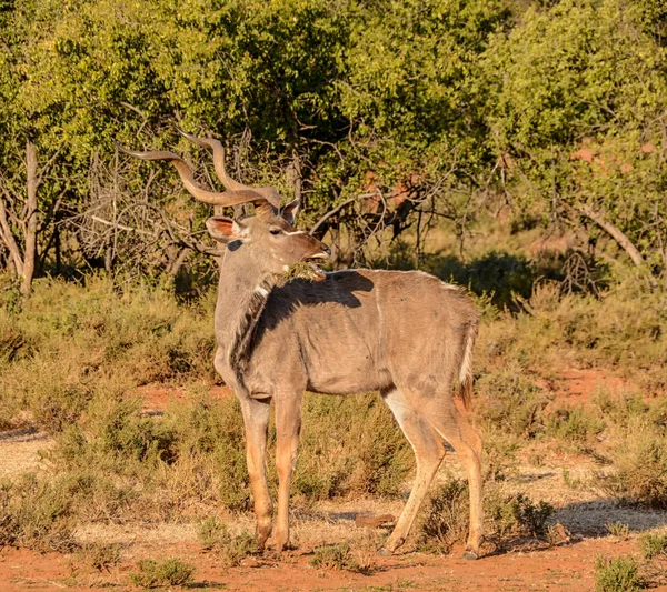 Kudu Býk Jižní Africké Savany — Stock fotografie