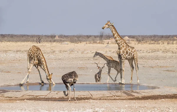 Jirafas Abrevadero Sabana Namibia —  Fotos de Stock