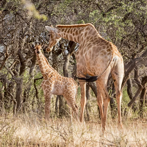 Moeder Giraf Haar Kalf Wandelen Zuid Afrikaanse Savanne — Stockfoto