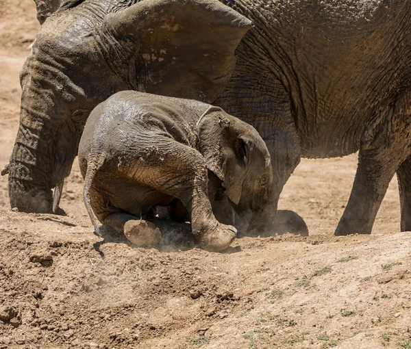 Elephant calf rolls in the dust after a mud bath