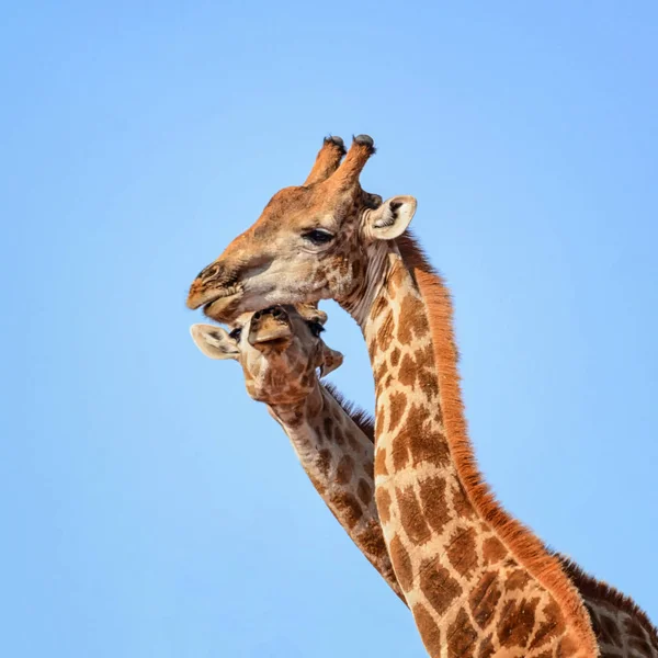 Güney Afrika Savana Çiftinde Zürafa Portresi — Stok fotoğraf