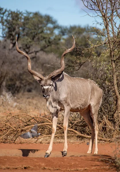 Bir güvercin uçuş yanına alır iken Kudu boğa, Güney Afrika savana bir sulama delik anlamına gelir
