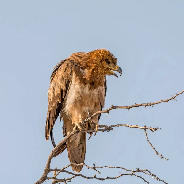 幼褐鹰栖息在纳米比亚大草原上的一棵树上 — 图库照片
