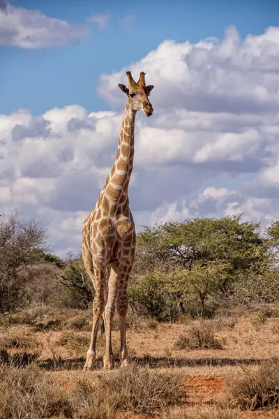 Portrait Une Girafe Savane Afrique Australe — Photo