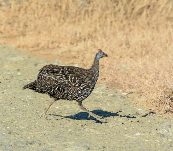 Casco Guineafowl Cruzando Una Pista Tierra Cabo Norte Sudáfrica — Foto de Stock