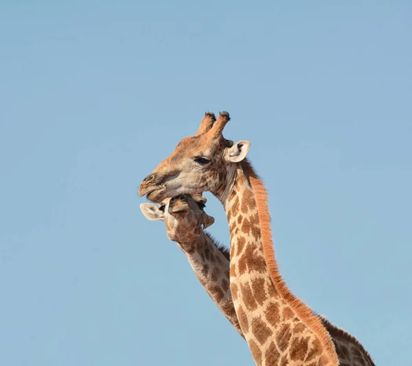 Duo Girafes Isolé Contre Ciel Bleu — Photo