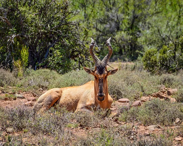 Hartebeest Rojo Adulto Sabana Del Sur África —  Fotos de Stock