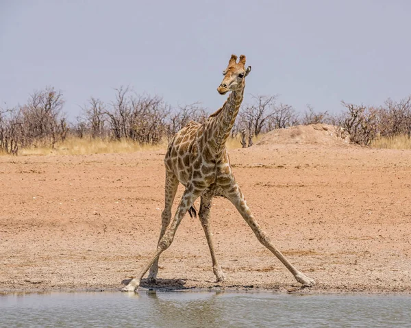 Uma Girafa Bebendo Poço Água Savana Namíbia — Fotografia de Stock