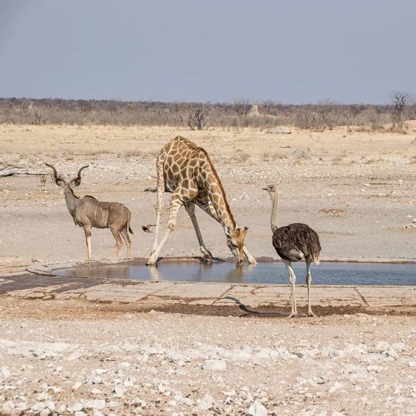 Une Girafe Buvant Dans Abreuvoir Savane Namibienne — Photo