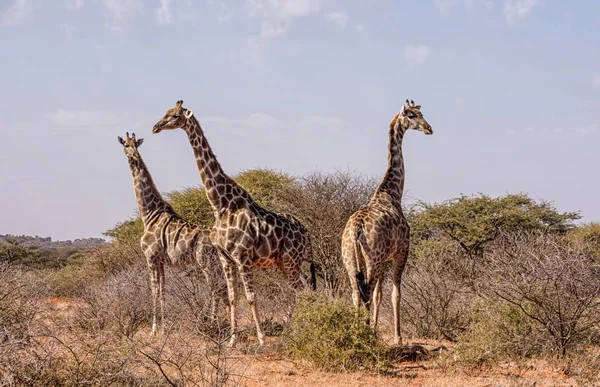 非洲南部大草原上的一群长颈鹿 — 图库照片