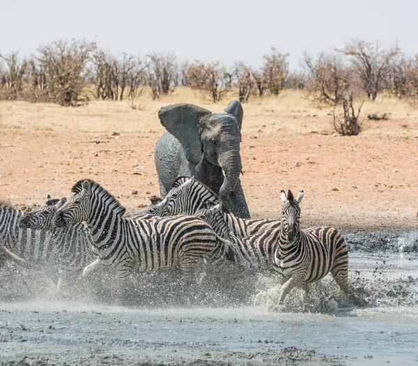 Namibya savana bir sulama delik, Zebra kovalayan bir fil