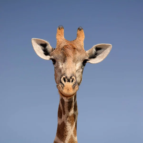 Primer Retrato Facial Una Jirafa Sur África — Foto de Stock