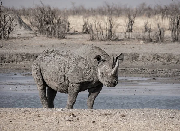 Одиночне Black Rhino Намібії Савана — стокове фото