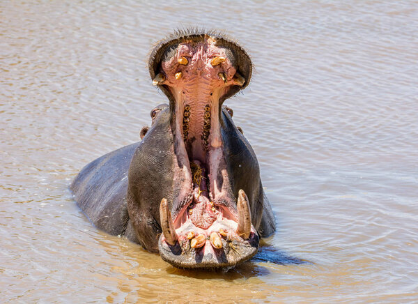 Hippo in a river in the Caprivi Strip, Namibia