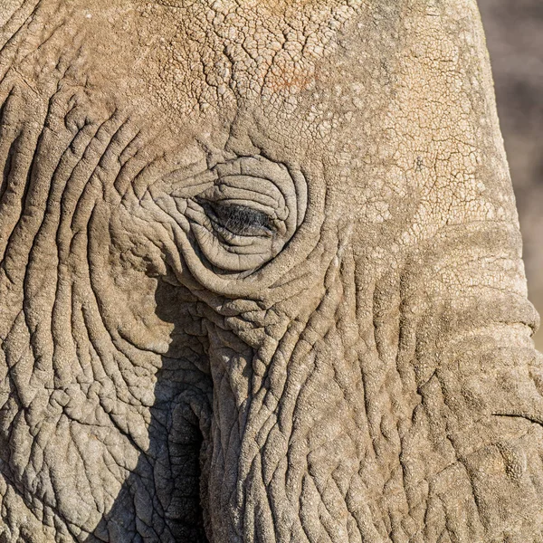 アフリカ象の顔のクローズ アップの詳細 — ストック写真