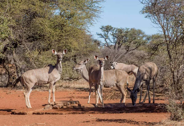 아프리카 사바나에 구멍에서 Kudu 영양의 — 스톡 사진