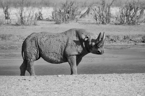 Solitérní Black Rhino Namibie Savany — Stock fotografie
