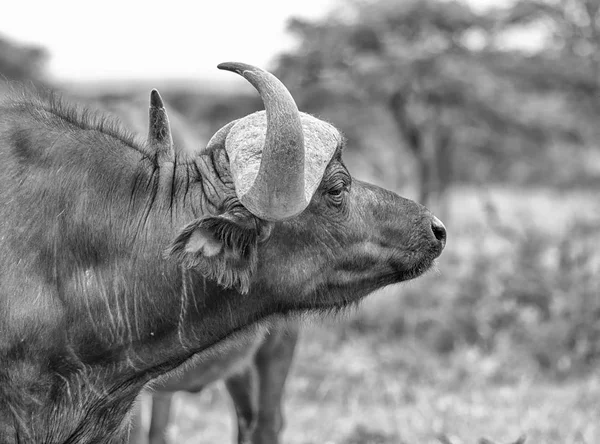 African Buffalo in Southern African savanna