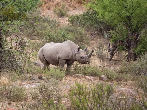 Svart Noshörning Södra Afrikanska Savannen — Stockfoto