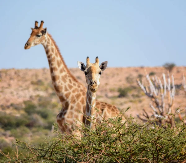 Güney Afrika savana zürafalar