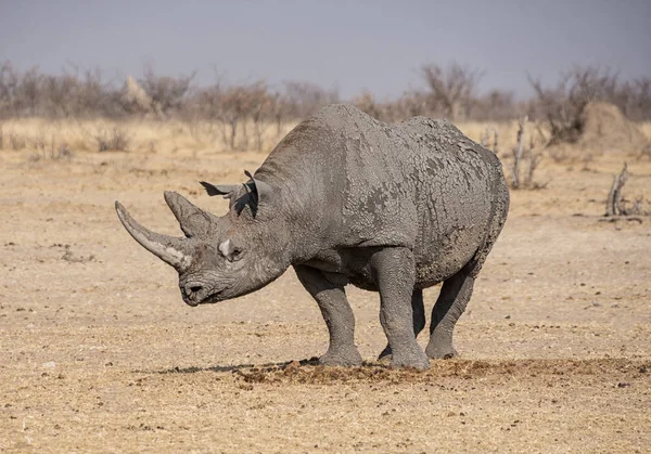 Rhinocéros Noir Solitaire Dans Savane Namibienne — Photo