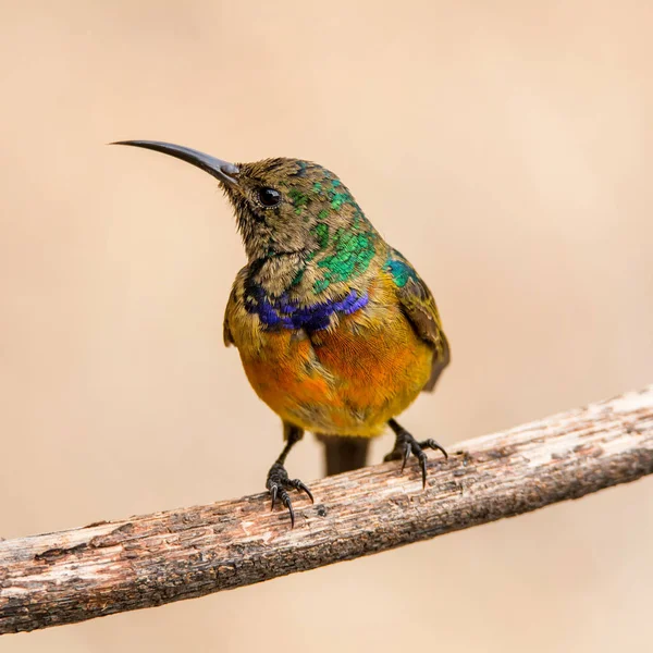 Erkek portakal göğüslü Sunbird Güney Afrika'da ölü ağacına tünemiş