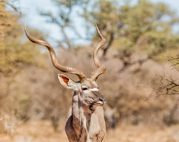 Koedoe Stier Staande Zuidelijke Afrikaanse Savanne — Stockfoto