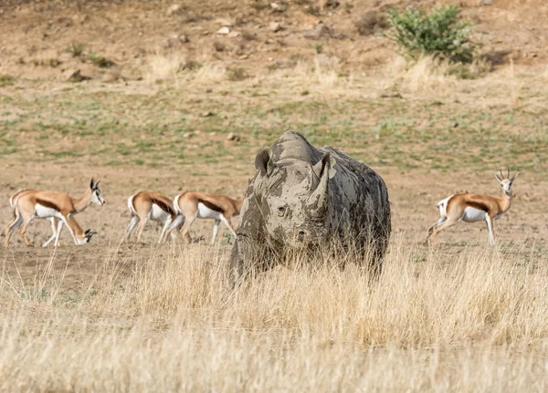 아프리카 사바나에 코뿔소 — 스톡 사진