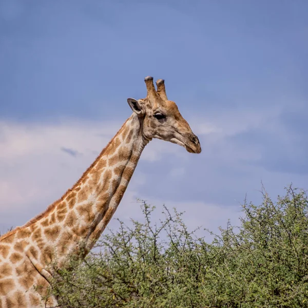 Closeup Dospělých Žirafa Jižní Africké Savany — Stock fotografie