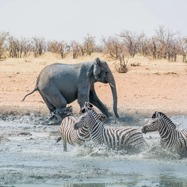Namibya savana bir sulama delik, Zebra kovalayan bir fil