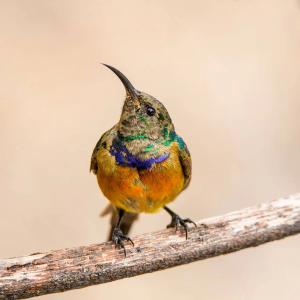 Erkek portakal göğüslü Sunbird Güney Afrika'da ölü ağacına tünemiş