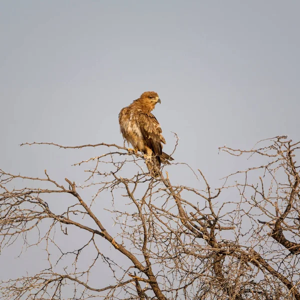 Juvenil Tawny Eagle Empoleirado Uma Árvore Savana Namibiana — Fotografia de Stock